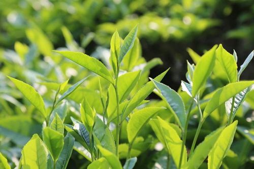 Mường Khương thu hút thêm 3 dự án chế biến chè búp tươi