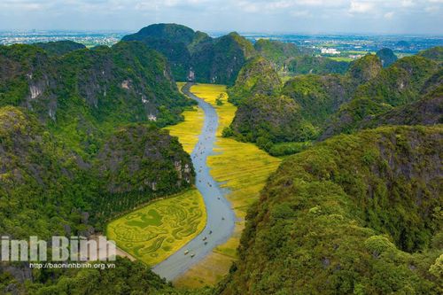 'Mùa vàng' Tam Cốc giữa non nước bao la