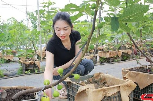 Chọn cây gửi đất