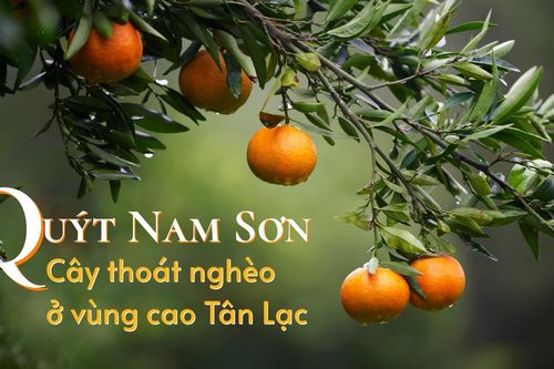 Quýt Nam Sơn - Cây thoát nghèo ở vùng cao Tân Lạc