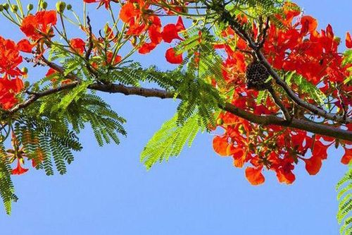 Tháng Sáu - Mùa của những điều chưa kịp nói