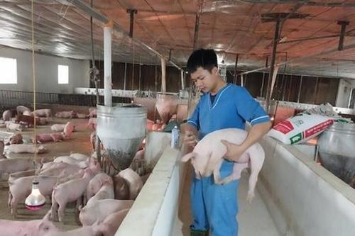 Chính sách khắc phục dịch bệnh động vật: 'Phao cứu sinh' cần sớm đến tay HTX