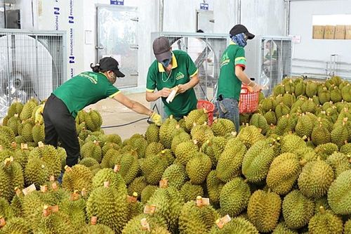 Sau 'bài kiểm tra khắc nghiệt', quả sầu riêng cần giám sát chất lượng từ gốc