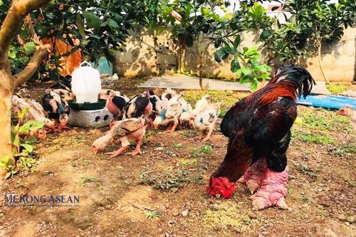 Tri thức nuôi gà Đông Tảo ở Hưng Yên là di sản văn hóa phi vật thể quốc gia