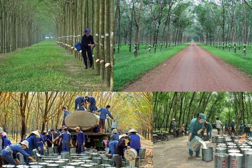 PHR: Cổ phiếu tăng trưởng kép, nhờ cao su và khu công nghiệp