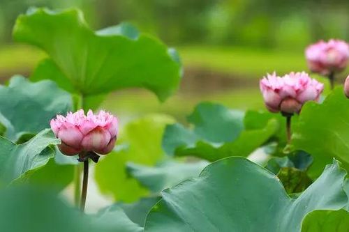 Mùa sen về trong nắng