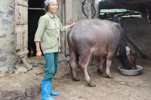 Trên 69.000 hộ dân được hỗ trợ phát triển sản xuất liên kết theo chuỗi giá trị
