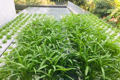 Tháng 6 trồng rau gì ở miền Bắc?