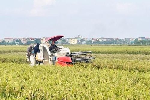 Nông dân Hà Nội khẩn trương thu hoạch lúa xuân, triển khai vụ mùa:Gặt đến đâu, làm đất đến đó