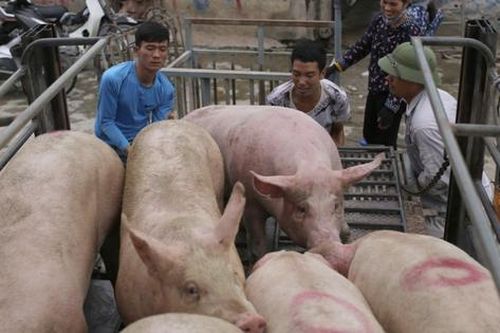 Tăng mức hỗ trợ đến 55.000 đồng/kg hơi gia súc buộc tiêu hủy do bệnh, người chăn nuôi mong chờ từng ngày quy định có hiệu lực
