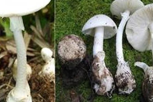 Cách nhận dạng 4 loại nấm độc thường gặp