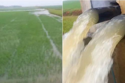 Quảng Trị: Mưa lớn do ảnh hưởng của bão số 1 khiến 1.046ha lúa bị ngập