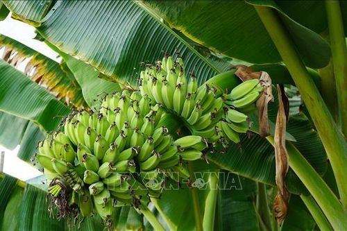 Biến phế phẩm từ cây chuối U Minh Thượng thành đồ mỹ nghệ