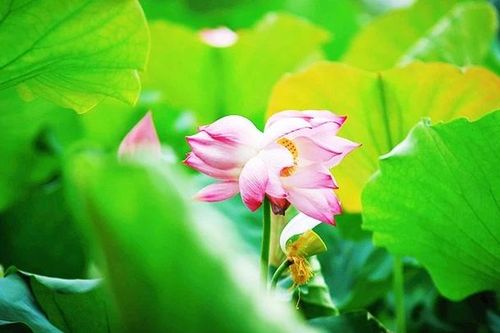 Tịnh Đế liên, bao giờ lại có duyên