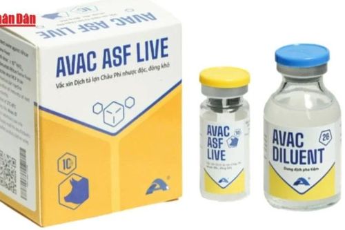Vaccine dịch tả lợn châu Phi của Việt Nam lần đầu tiên xuất khẩu sang Indonesia
