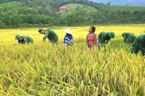 Bộ đội Biên phòng Quảng Bình giúp đồng bào dân tộc thiểu số khu vực biên giới thu hoạch lúa 'chạy mưa'