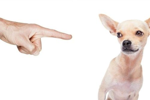 Án mạng vì thú cưng tiểu bậy
