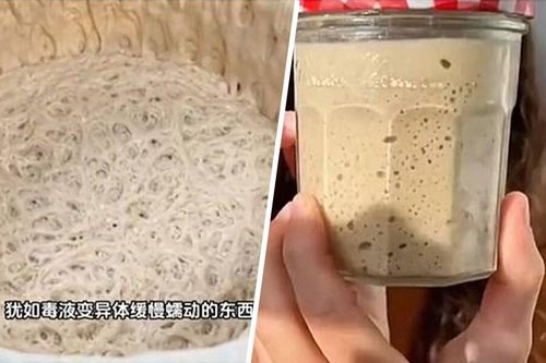 Giới trẻ Trung Quốc nuôi nấm men làm… 'thú cưng'