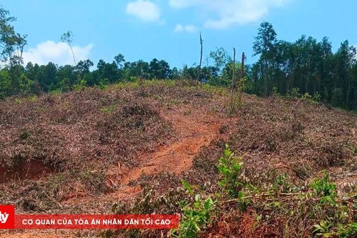 1,26 ha rừng phòng hộ ở Bình Định bị khai thác trái phép