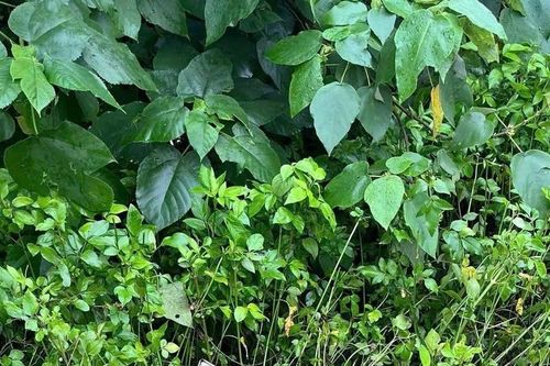 Phát hiện 2 thanh niên tử vong trong bụi rậm ven đường
