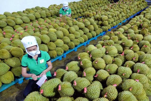Giá sầu riêng hôm nay 11/6: Sầu riêng Thái tăng nhẹ, Ri6 giữ giá thấp
