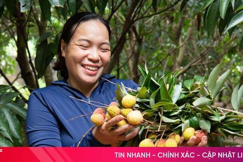 Mùa vải thiều trĩu quả ở Kỳ Hoa
