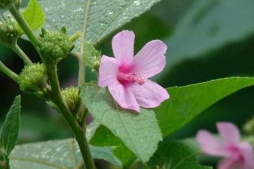 Cây dại xưa bị nhổ bỏ nay hóa 'mỏ vàng' hái ra tiền, 500.000 đồng/kg