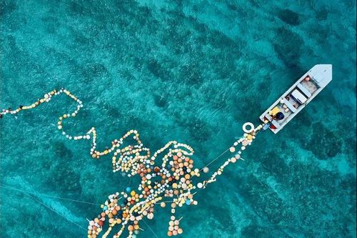 Triển lãm ảnh Các sáng kiến bảo vệ Đại dương tại TP.HCM