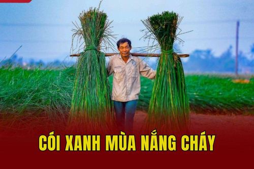 Cói xanh mùa nắng cháy