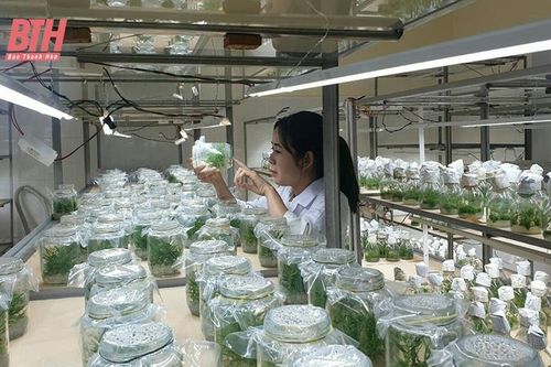 Đưa công nghệ vào sản xuất giống cây trồng