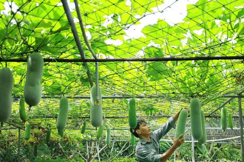 Thúc đẩy du lịch xanh: Doanh nghiệp du lịch cần được 'tiếp sức'