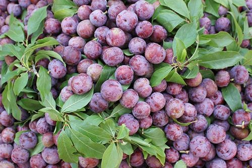 Nông dân Bắc Hà thu gần 3 tỷ đồng từ mận Tả Van chín sớm