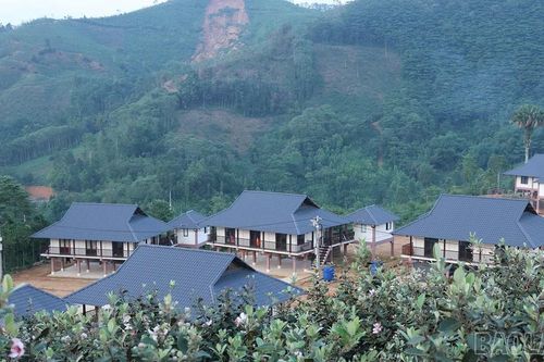 Mùa hoa sim ở Làng Nủ