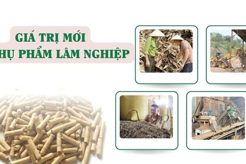 Giá trị mới từ phụ phẩm lâm nghiệp