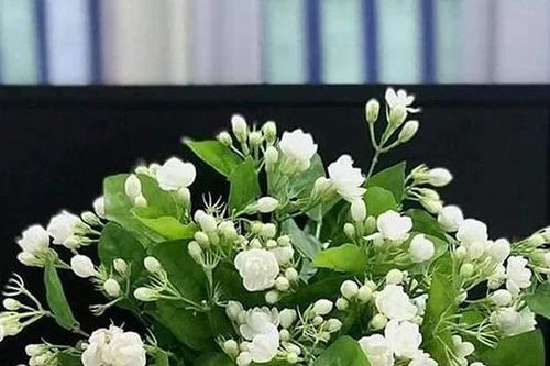 Thương nhớ hương nhài