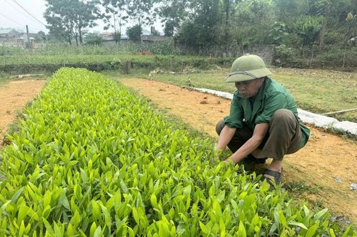 Bảo đảm chất lượng giống cây lâm nghiệp