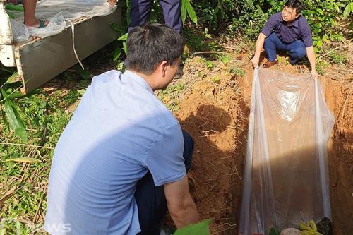 Phú Bình: Tiêu hủy trên 800kg thịt và nội tạng gà không rõ nguồn gốc