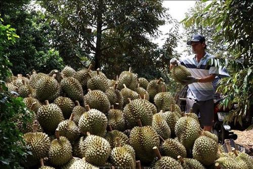Đồng Nai thực hiện Nghị quyết 19-NQ/TW về nông nghiệp'Tam nông' là cơ sở để phát triển kinh tế bền vững