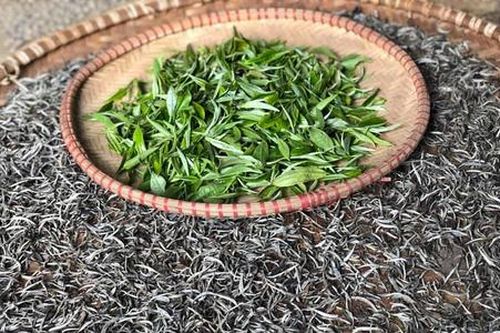 Thứ chè thơm mùi mật ở Bắc Yên giúp thoát nghèo bền vững