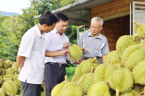 Xuất khẩu sầu riêng giảm mạnh, mục tiêu kim ngạch 3,7 tỷ USD đứng trước thách thức lớn