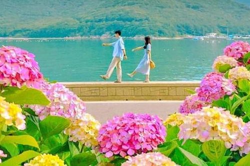 Du lịch Hàn Quốc mùa hoa cẩm tú cầu với trải nghiệm mới K-hiking