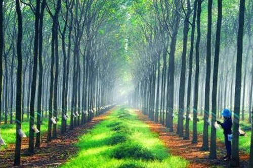 Cao su Đồng Phú (DPR) đặt mục tiêu kinh doanh năm 2025 'đi lùi'