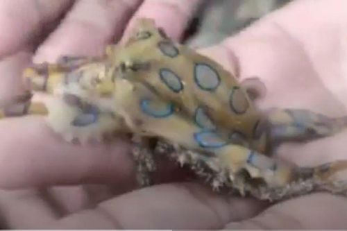 Clip: Du khách giật thót khi chơi đùa với sinh vật biển nguy hiểm nhất thế giới, mùa hè đi biển mọi người hết sức cảnh giác kẻo mất mạng