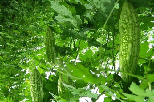 Tháng 6 trồng rau gì ở miền Nam?