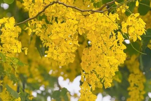 Đô thị Hà Nội bừng sáng trong sắc vàng muồng hoàng yến: Khi hoa không chỉ để ngắm nhìn