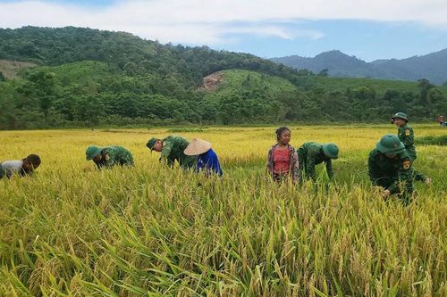 Hối hả giúp đồng bào thu hoạch lúa trước ảnh hưởng của cơn bão số 1
