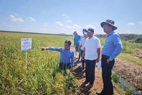 Dự án hợp tác phát triển sản xuất lúa gạo - Biểu tượng sinh động cho tình hữu nghị bền chặt Việt Nam-Cuba