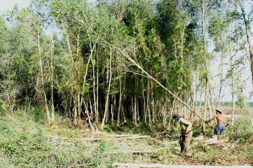 Xây dựng bền vững vùng nguyên liệu gỗ