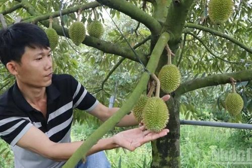 An Giang cấp 383 mã số vùng trồng cây ăn trái phục vụ xuất khẩu