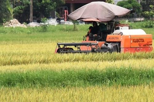 Nam Định: Năng suất lúa xuân ước đạt hơn 69 tạ/ha